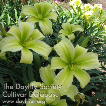 Daylily MeMe's Lovin' the Limelight